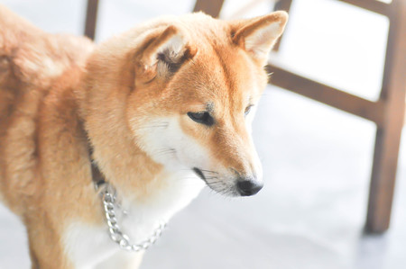 shiba or shiba inu dog (Japanese dog)の写真素材