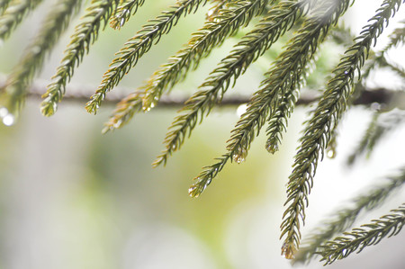 dew drop on the pine leafの写真素材