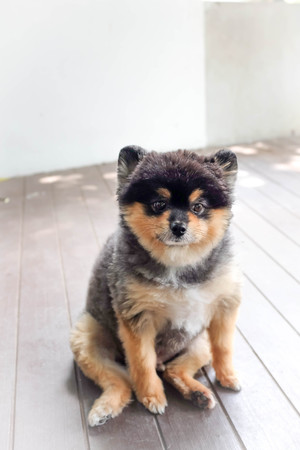 A pomeranian dog is sitting on the floorの写真素材