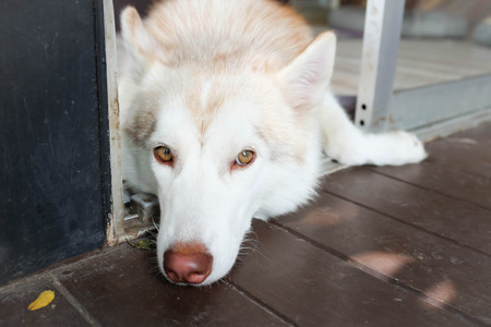 sleepy siberian husky dog on the floorの写真素材