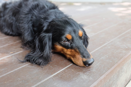 sleepy Dachshund (Longhaired) dog on the floorの写真素材