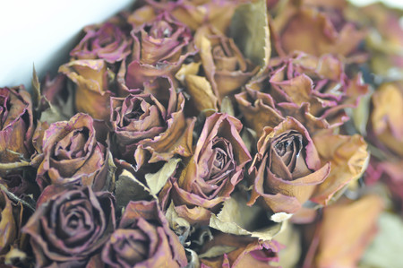 old roses or old bouquet of rosesの写真素材