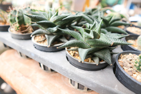 Haworthia limifolia,cactus or torch Thistle  in the flowerpotの写真素材