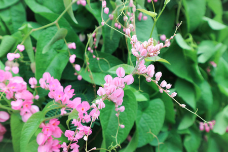 Antigonon leptopus or Coral Vine in the gardenの写真素材