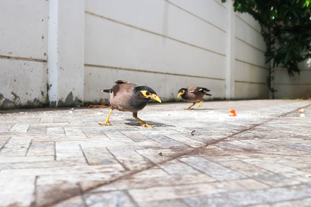 bird ,gracula religiosa or mynaの写真素材