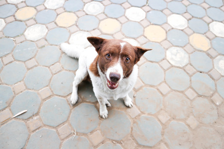 dog or brown dog on the floorの写真素材