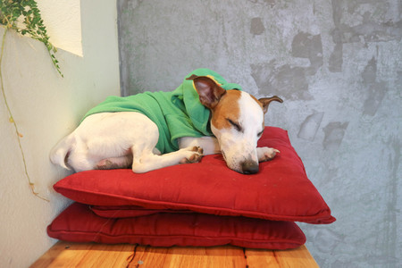 sleeping dog or jack russel dog on the cushionの写真素材
