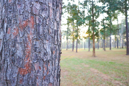 husk tree or tree bark or pine tree in the morningの写真素材