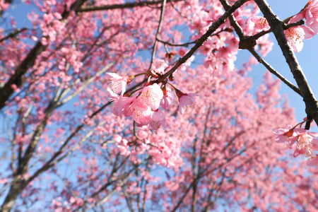 wind himalayan cherry or prunus cerasoides or sakura flower