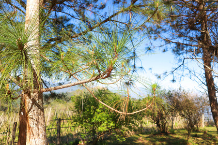pine leaf and pine tree in the gardenの写真素材