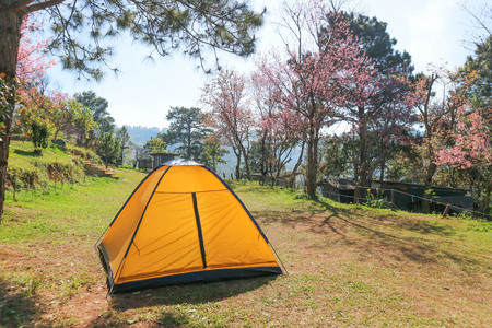 one tent near the treeの写真素材