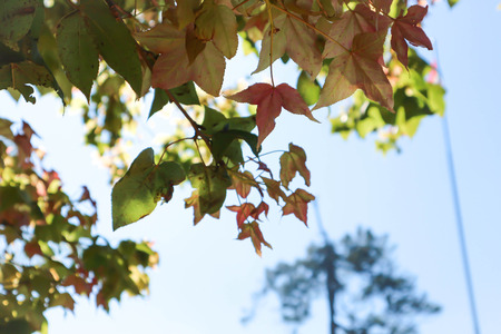 green leaf or maple leaf and sky background
