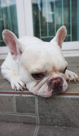 tame French bulldog or sleepy dog on the floorの写真素材