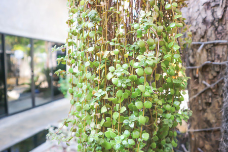 hanging plant in the gardenの写真素材