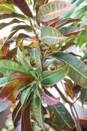 Codiaeum variegatum Blume or Garden Croton plant