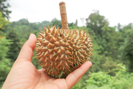 durian or small durian or hold some durian , Thai durianの写真素材