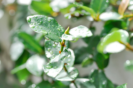 ficus pumila or dew drop on ficus pumila plant