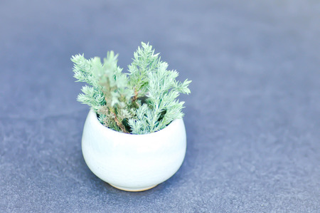 pine tree or pine leaves in the vaseの写真素材