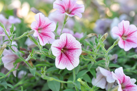 Petunia flower ,Petunia plant or pink petunia