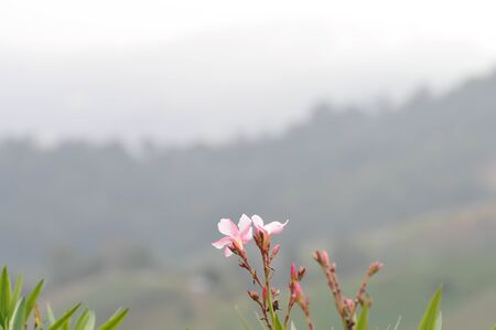 Frangipani flower, Frangipani or Pagoda tree and mountainの写真素材