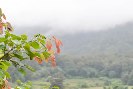 sky ,cloud ,tree and mountain background