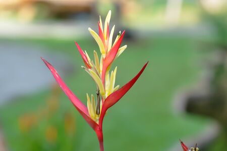 Heliconia, Heliconia flower or Heliconia plantの写真素材