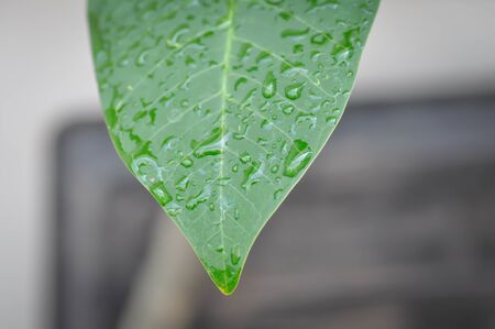 rain drop on the leaf, frangipani leaf