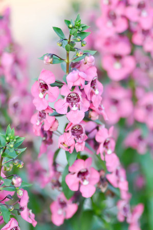 Myosotis,Boraginaceae, forget me nots or  Scorpion grasses or Myosotis flowerの写真素材