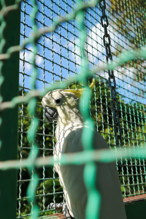 parakeet, popinjay or cockatoo or parrotの写真素材