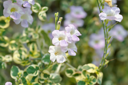 Ganges Primrose, Ganges River asystacia or Chinese violet flower