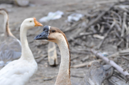 duck ,drake and goose on the floorの写真素材