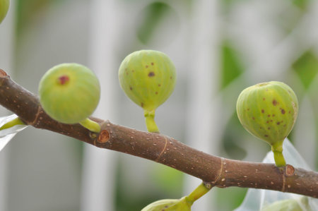 fig plant, fig tree or fig seedの写真素材