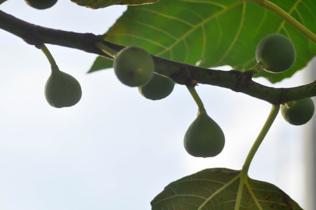 fig plant, fig tree or fig seedの写真素材