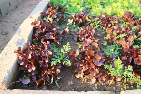 lettuce , green oak lettuce and red coral on the farmの写真素材