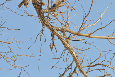 branch or tree and blue sky,  sky background