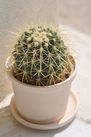 cactus , Mammillaria scrippsiana in flower potの写真素材