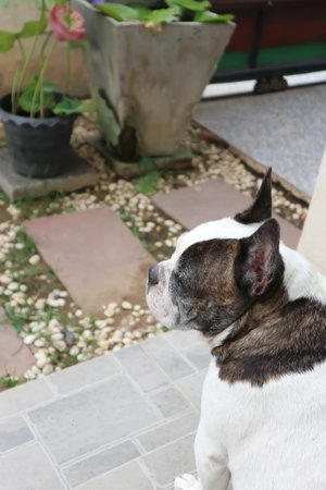 french bulldog, unaware French bulldog on the floor
