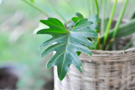 Philodendron Xanadu, Philodendron xanadu Croat or Mayo and J Boos plantの写真素材