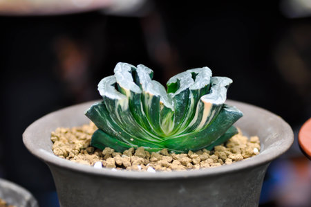 Haworthia ,Haworthia truncata or cactus or succulentsの写真素材