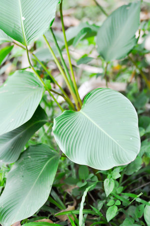 Calathea lutea Mey , Cigar Flower Plant or MARANTACEAE plant