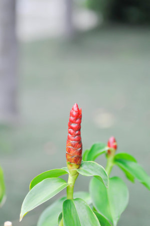 Costus speciosus, Crape ginger or Malay ginger or Spiral flag or Costus speciosus plantの写真素材