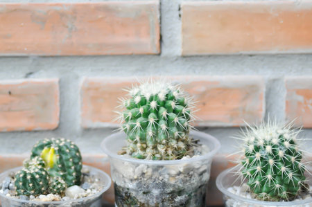 cactus , cactus plant in the pot or  Echinopsis calochlora plantの写真素材
