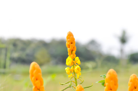 Candle bush, Ringworm bush or Senna alata or Caesalpinioideae flowerの写真素材