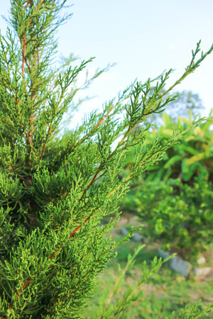 Juniperus chinensis, Chinese juniper or CUPRESSACEAE plant