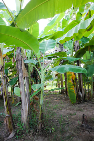 banana plant, banana tree or banana leavesの写真素材
