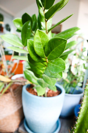 Zamioculcas zamifolia , Zanzibar Gem or ARACEAE plantの写真素材