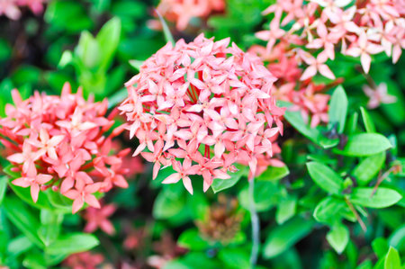Ixora chinensis Lamk, Ixora spp or RUBIACEAE or Zephyranthes or West Indian Jasmineの写真素材