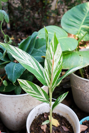 SynonymA sanderae, Variegated Shell Ginger or ZINGIBERACEAE à¸¢à¸ªà¸Ÿà¸·à¸°