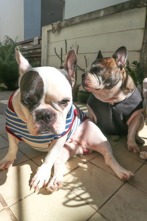 french bulldog, unaware French bulldog in the garden