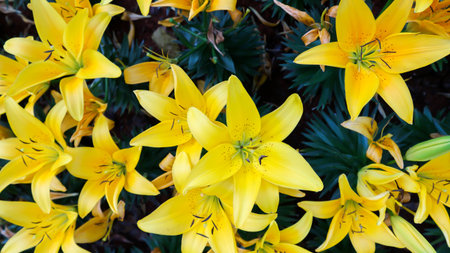 lily, Lilium or yellow lily plant or yellow lily in the flower potの写真素材